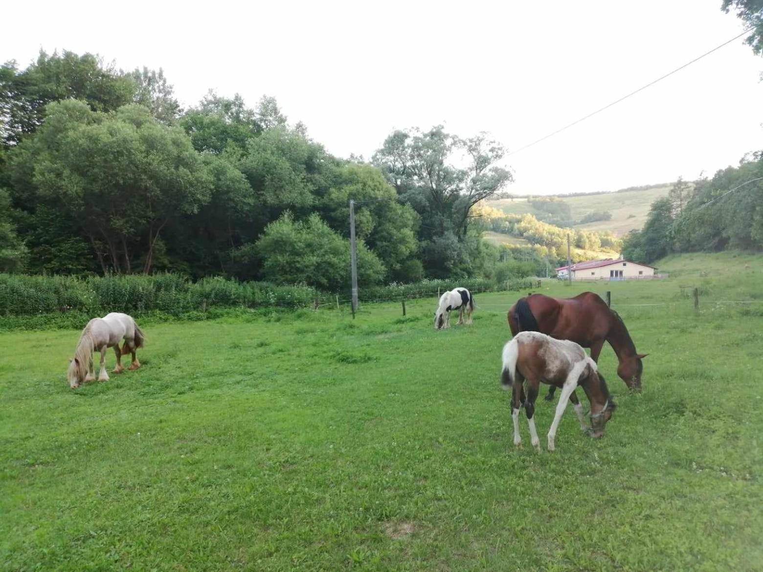Oddychovy Pobyt Na Rodinnej Farme Matiaska Exteriör bild