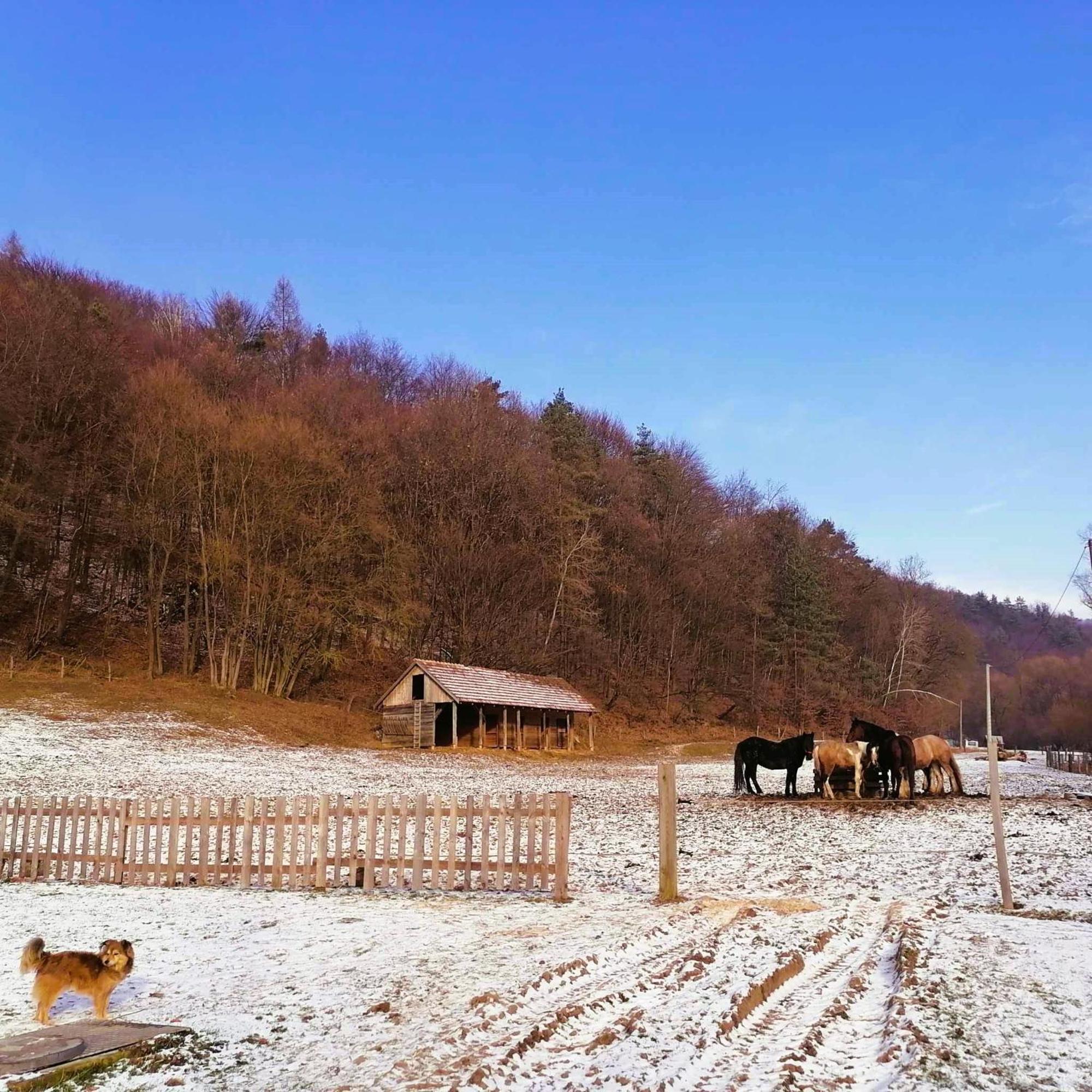 Oddychovy Pobyt Na Rodinnej Farme Matiaska Exteriör bild